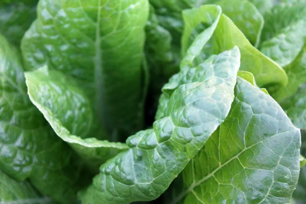 lettuce fed with NPK