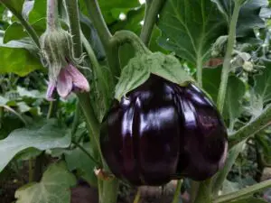 kratky eggplant