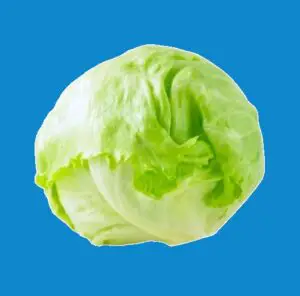 hydroponic iceberg lettuce