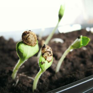 seeds germinating in soil