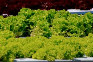 space sufficient hydroponic lettuce