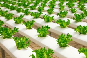 grow hydroponic lettuce