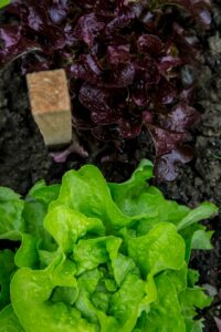 types of lettuce to grow hydroponically