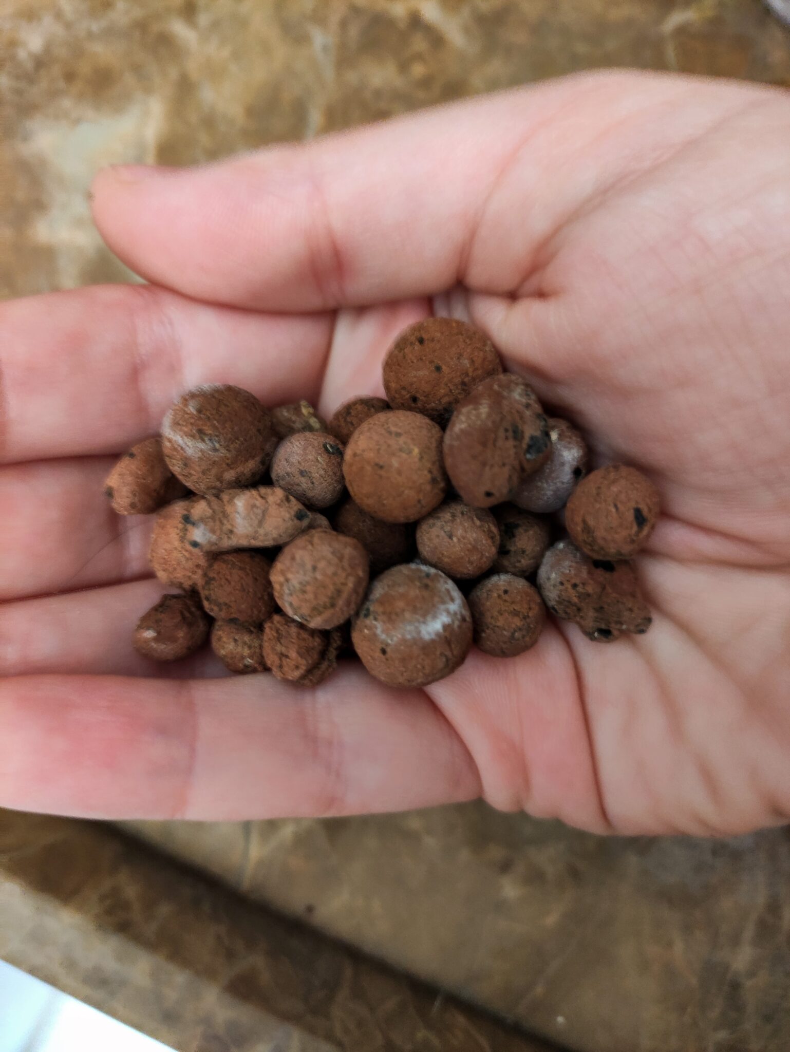 Beginner's Guide to Cleaning Hydroton Clay Pebbles - The Hydroponic ...