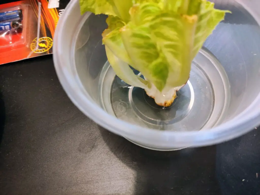 Hydroponic romaine lettuce