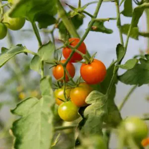 hydroponic cherry tomatoes