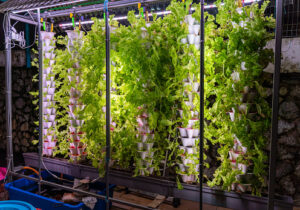 Curious about what to grow in a hydroponic tower? Our guide will give you all the information you need to get started!