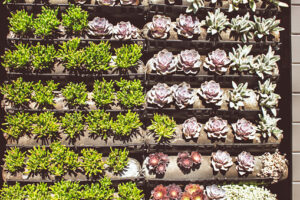 Learn how to grow hydroponics in the desert and get tips on choosing the right plants, lighting, and soil for your garden.