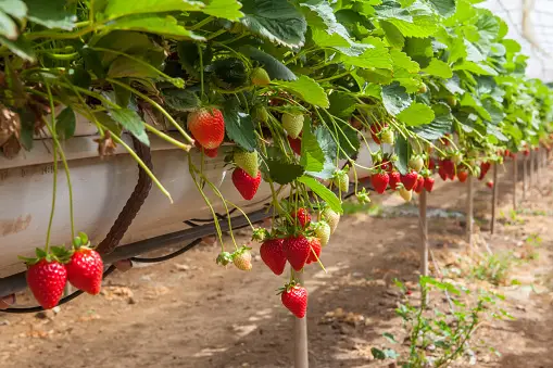 This easy to follow guide will show you how to create a hydroponic strawberries tower in your garden!