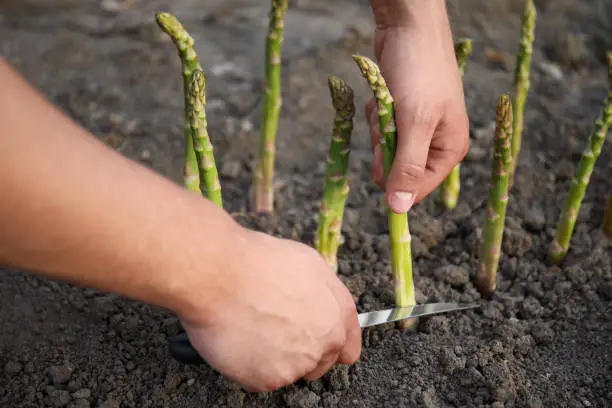 Can You Grow Asparagus Hydroponically