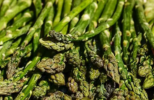 Can You Grow Asparagus Hydroponically