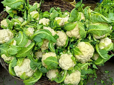 How To Grow Hydroponic Cauliflower
