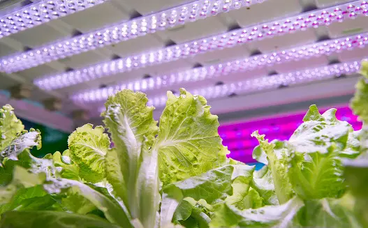 How Many Hours Of Light Do Hydroponic Plants Need?