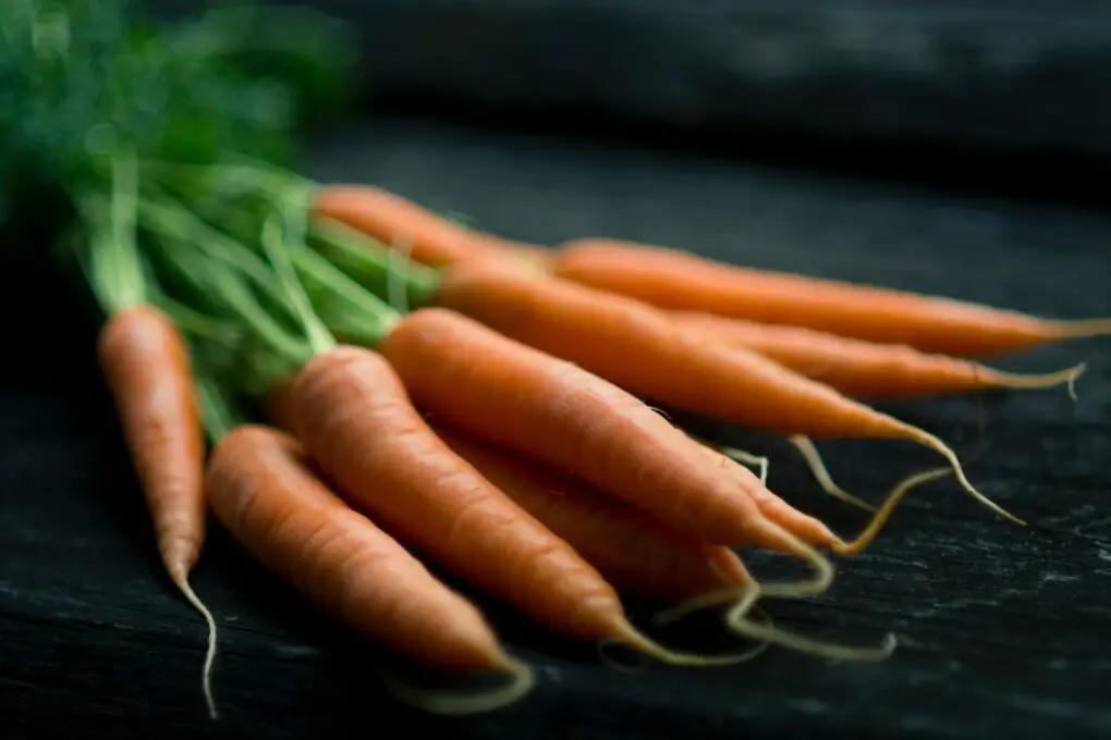 Can You Grow Carrots Hydroponically