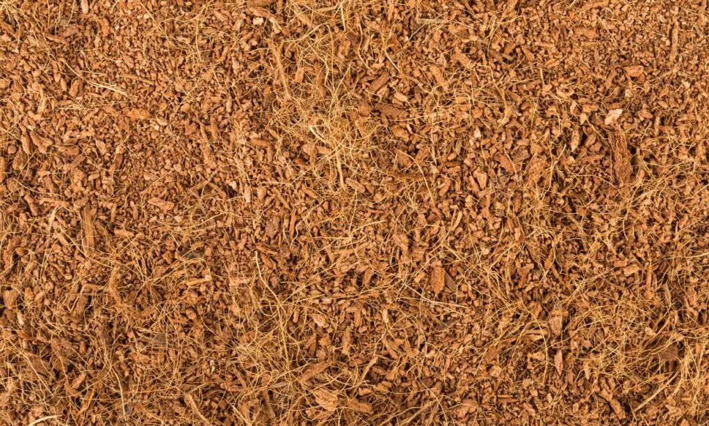 How Often Should You Flush Coco Coir and Why?
