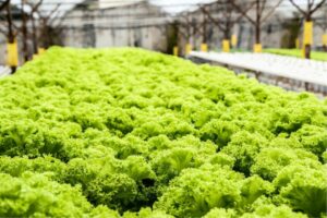 Are Hydroponic Microgreens Healthy