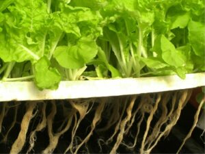 Can I grow hydroponics without growing medium?
