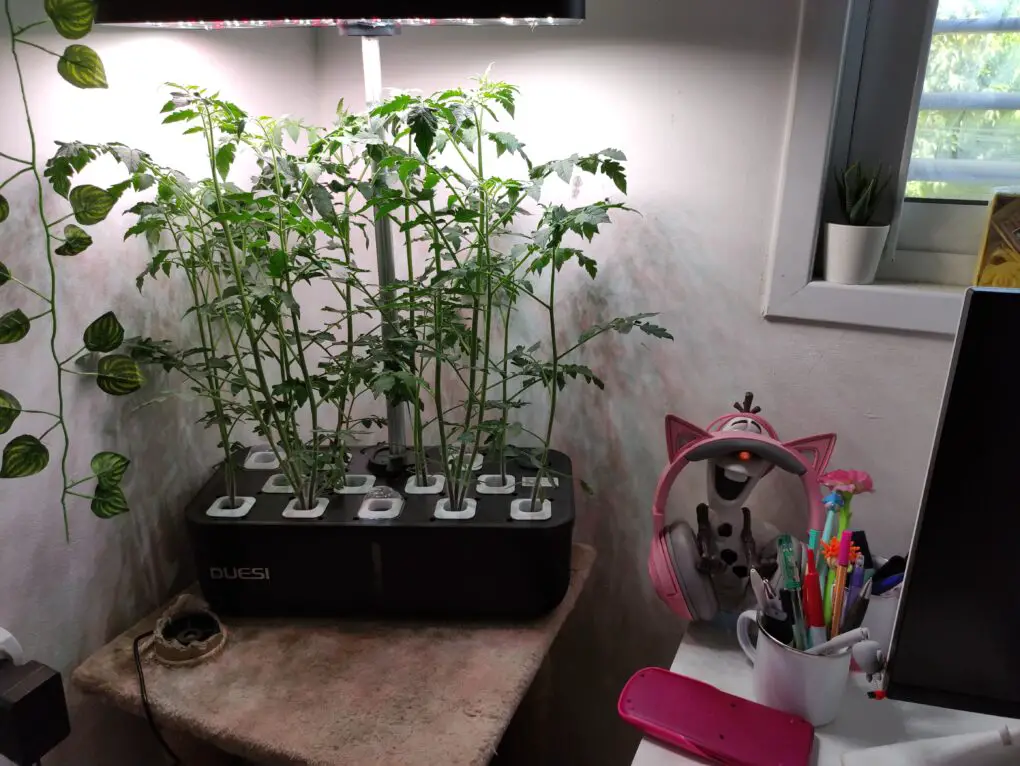 Best hydroponic system for small spaces