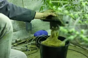 Do Hydroponics Use Less Water