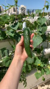 hydroponic cucumber